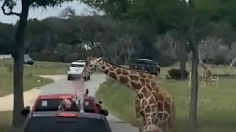 Giraffe's nibble turns into airborne adventure for Texas toddler